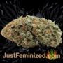 Super Skunk by Vision Seeds Buds Weed Ganja Skunk Pot Reefer Dope Herb Pics Images