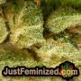 Super Skunk by Vision Seeds THC CBD Close Up Trichomes Potency Yield Indica Sativa Strain Pic Images