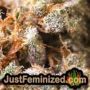 Super Skunk by Vision Seeds THC CBD Close Up Trichomes Potency Yield Indica Sativa Strain Pic Images