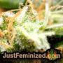 Super Skunk Auto by Vision Seeds THC CBD Close Up Trichomes Potency Yield Indica Sativa Strain Pic Images