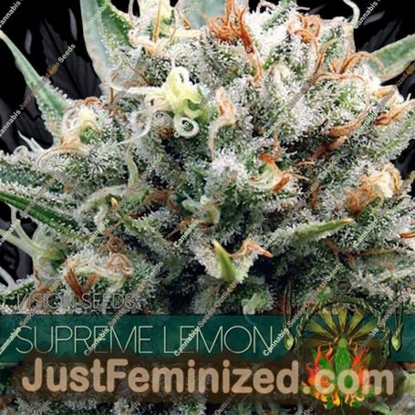 Supreme Lemon by Vision Seeds Cannabis Seeds For Sale at Just Feminized