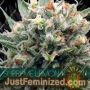 Supreme Lemon by Vision Seeds Cannabis Seeds For Sale at Just Feminized