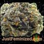 Supreme Lemon by Vision Seeds Buds Weed Ganja Skunk Pot Reefer Dope Herb Pics Images