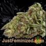 Supreme Lemon by Vision Seeds Buds Weed Ganja Skunk Pot Reefer Dope Herb Pics Images