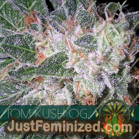 Tom Kush OG by Vision Seeds Cannabis Seeds For Sale at Just Feminized