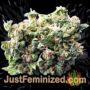 Tom Kush OG by Vision Seeds Buds Weed Ganja Skunk Pot Reefer Dope Herb Pics Images