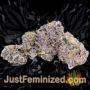 Tom Kush OG by Vision Seeds Buds Weed Ganja Skunk Pot Reefer Dope Herb Pics Images