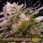 Caramello Auto by Vision Seeds Cannabis Seeds For Sale at Just Feminized
