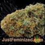 Caramello Auto by Vision Seeds Buds Weed Ganja Skunk Pot Reefer Dope Herb Pics Images