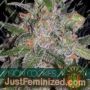 Cookies by Vision Seeds Cannabis Seeds For Sale at Just Feminized