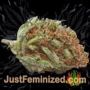 Cookies by Vision Seeds Buds Weed Ganja Skunk Pot Reefer Dope Herb Pics Images
