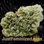 Cookies by Vision Seeds Buds Weed Ganja Skunk Pot Reefer Dope Herb Pics Images