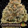 Cookies by Vision Seeds Buds Weed Ganja Skunk Pot Reefer Dope Herb Pics Images
