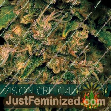 Critical Auto by Vision Seeds Cannabis Seeds For Sale at Just Feminized