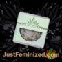 Super Lemon Jack by BC Bud Depot Souvenir Marijuana Seeds Original Breeder Packaging