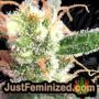 Critical Auto by Vision Seeds THC CBD Close Up Trichomes Potency Yield Indica Sativa Strain Pic Images