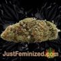 Gelato Auto by Vision Seeds Buds Weed Ganja Skunk Pot Reefer Dope Herb Pics Images