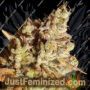 Gorilla by Vision Seeds Cannabis Seeds For Sale at Just Feminized
