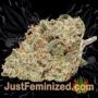 Gorilla by Vision Seeds Buds Weed Ganja Skunk Pot Reefer Dope Herb Pics Images