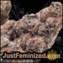 Gorilla by Vision Seeds Buds Weed Ganja Skunk Pot Reefer Dope Herb Pics Images