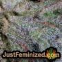 Gorilla by Vision Seeds THC CBD Close Up Trichomes Potency Yield Indica Sativa Strain Pic Images