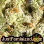 Gorilla by Vision Seeds THC CBD Close Up Trichomes Potency Yield Indica Sativa Strain Pic Images