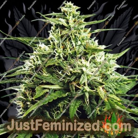Gorilla Auto by Vision Seeds Cannabis Seeds For Sale at Just Feminized