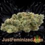 Gorilla Auto by Vision Seeds Buds Weed Ganja Skunk Pot Reefer Dope Herb Pics Images