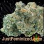 Gorilla Auto by Vision Seeds Buds Weed Ganja Skunk Pot Reefer Dope Herb Pics Images