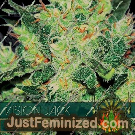 Jack Auto by Vision Seeds Cannabis Seeds For Sale at Just Feminized