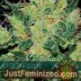 Jack Auto by Vision Seeds Cannabis Seeds For Sale at Just Feminized