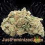 Jack Auto by Vision Seeds Buds Weed Ganja Skunk Pot Reefer Dope Herb Pics Images