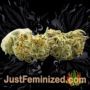 Jack Auto by Vision Seeds Buds Weed Ganja Skunk Pot Reefer Dope Herb Pics Images