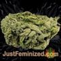 Jack Auto by Vision Seeds Buds Weed Ganja Skunk Pot Reefer Dope Herb Pics Images