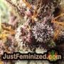 Jack Auto by Vision Seeds THC CBD Close Up Trichomes Potency Yield Indica Sativa Strain Pic Images