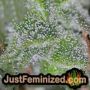 Jack Auto by Vision Seeds THC CBD Close Up Trichomes Potency Yield Indica Sativa Strain Pic Images