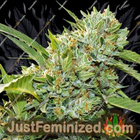 Kosher by Vision Seeds Cannabis Seeds For Sale at Just Feminized