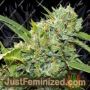 Kosher by Vision Seeds Cannabis Seeds For Sale at Just Feminized