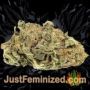 Kosher by Vision Seeds Buds Weed Ganja Skunk Pot Reefer Dope Herb Pics Images