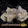 Kosher by Vision Seeds Buds Weed Ganja Skunk Pot Reefer Dope Herb Pics Images
