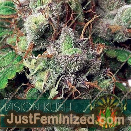 Kush Auto by Vision Seeds Cannabis Seeds For Sale at Just Feminized