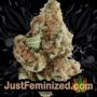 Kush Auto by Vision Seeds Buds Weed Ganja Skunk Pot Reefer Dope Herb Pics Images