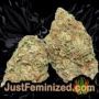 Kush Auto by Vision Seeds Buds Weed Ganja Skunk Pot Reefer Dope Herb Pics Images