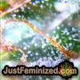 Kush Auto by Vision Seeds THC CBD Close Up Trichomes Potency Yield Indica Sativa Strain Pic Images