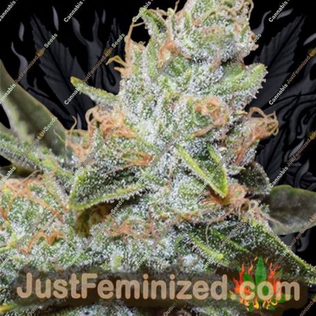 Wedding Cake x Triple OG by Vision Seeds Cannabis Seeds For Sale at Just Feminized