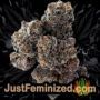Wedding Cake x Triple OG by Vision Seeds Buds Weed Ganja Skunk Pot Reefer Dope Herb Pics Images