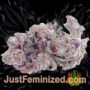 Wedding Cake x Triple OG by Vision Seeds Buds Weed Ganja Skunk Pot Reefer Dope Herb Pics Images