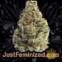 Wedding Cake x Triple OG by Vision Seeds Buds Weed Ganja Skunk Pot Reefer Dope Herb Pics Images