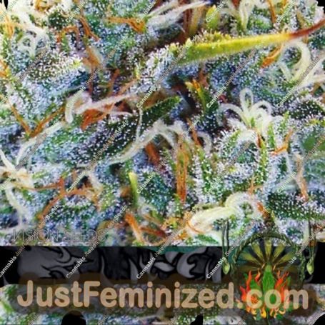 White Widow by Vision Seeds Cannabis Seeds For Sale at Just Feminized