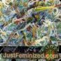 White Widow by Vision Seeds Cannabis Seeds For Sale at Just Feminized